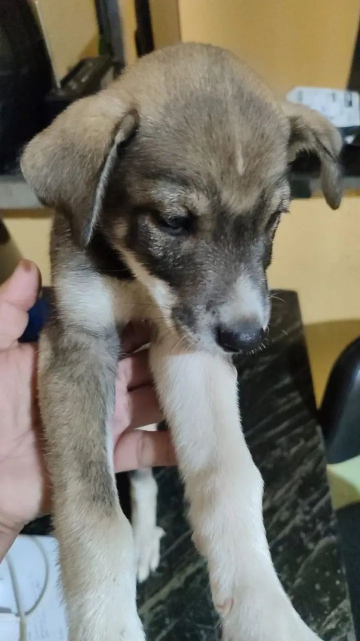 cães para adoção  - Foto 2