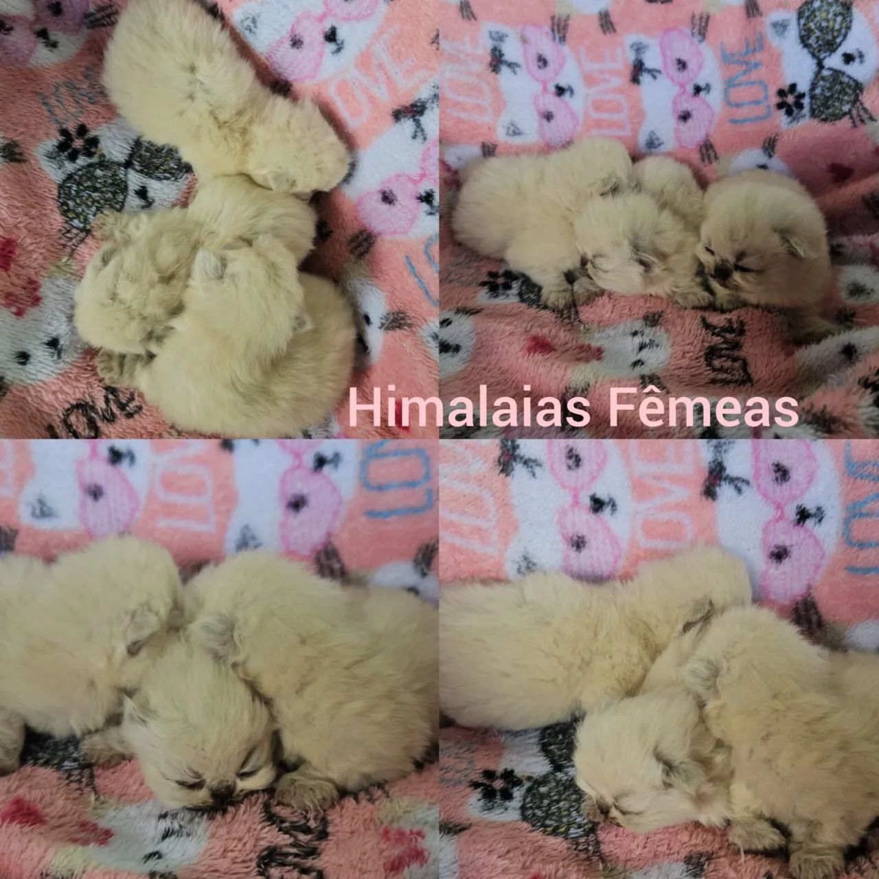 Persas e Himalaios Filhotes - Gatil BSB Cat - Foto 3