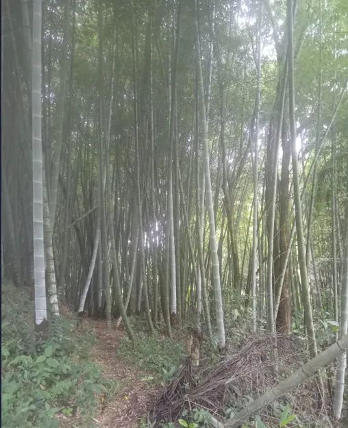 BAMBUS A VENDA - Foto 3