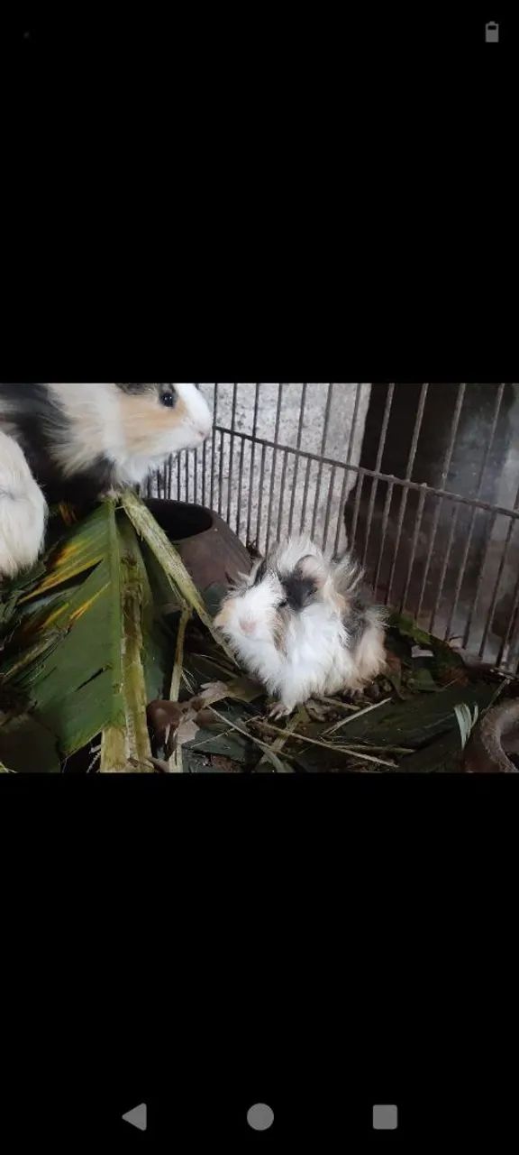 Porquinhos Peruanos e Sheltie  - Foto 4