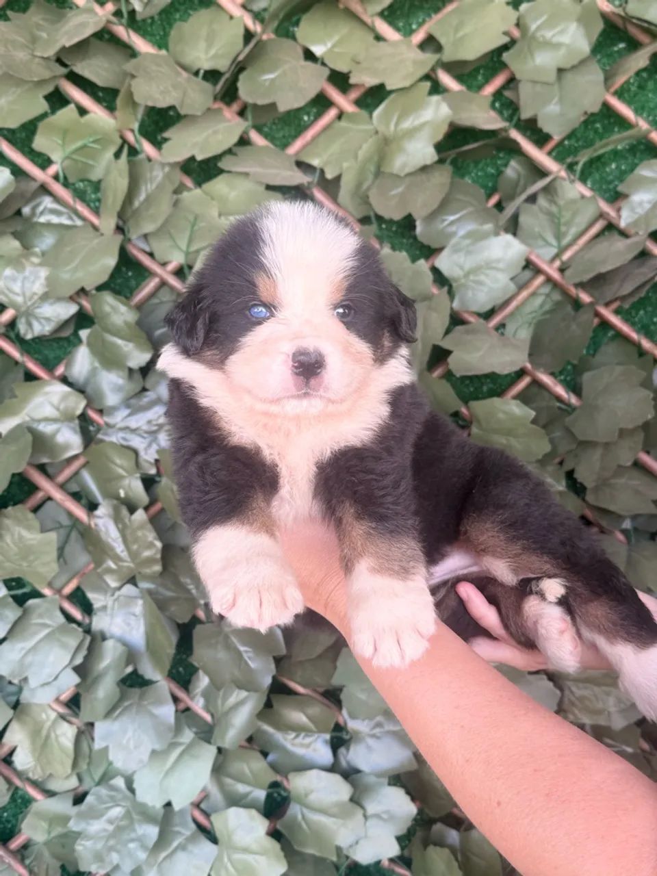 Bernese  - Foto 4