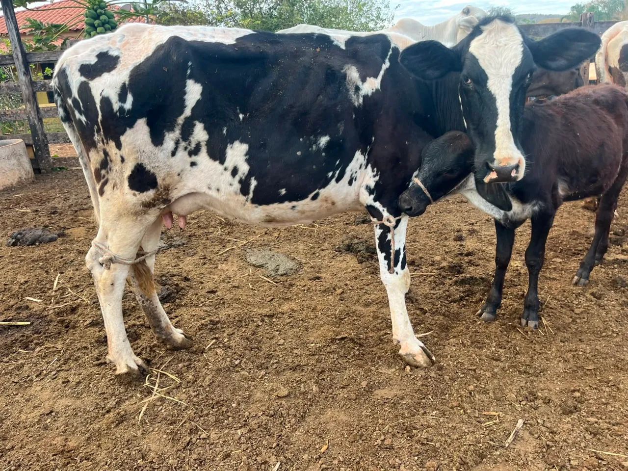 Vaca - Foto 2