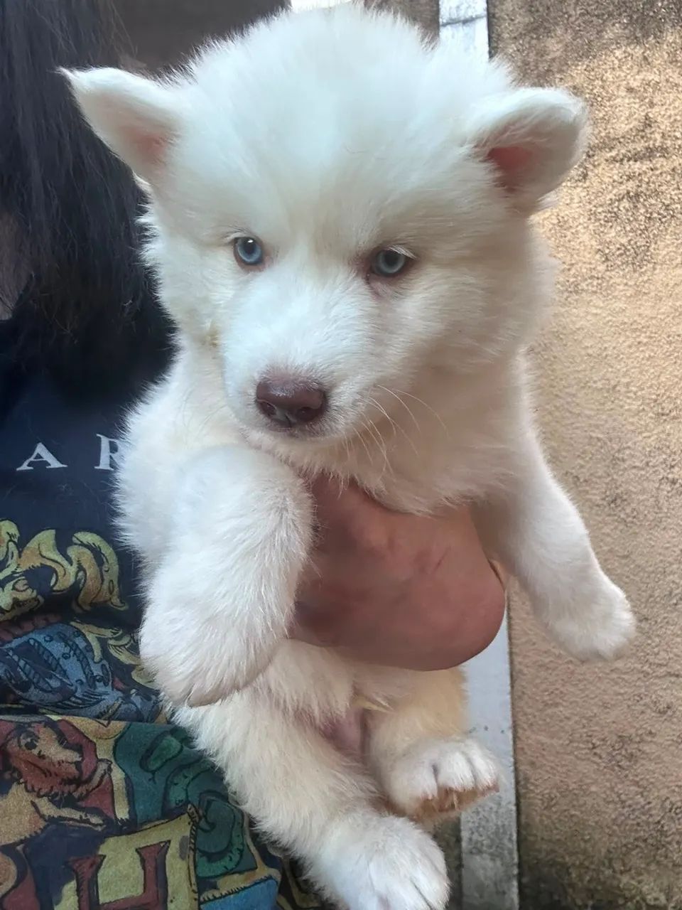 Husky siberiano - Foto 3