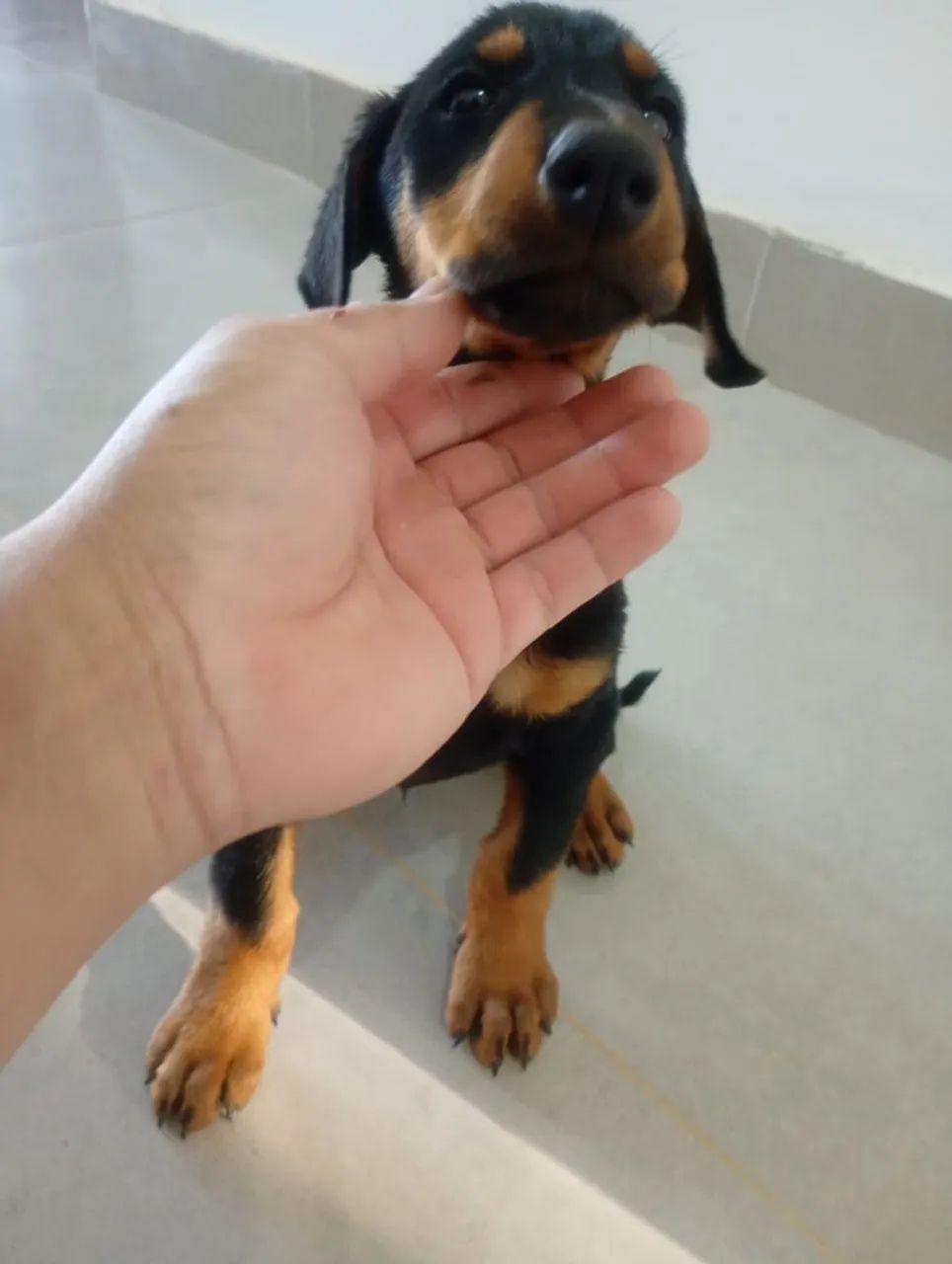 Filhotes de Doberman - Foto 3