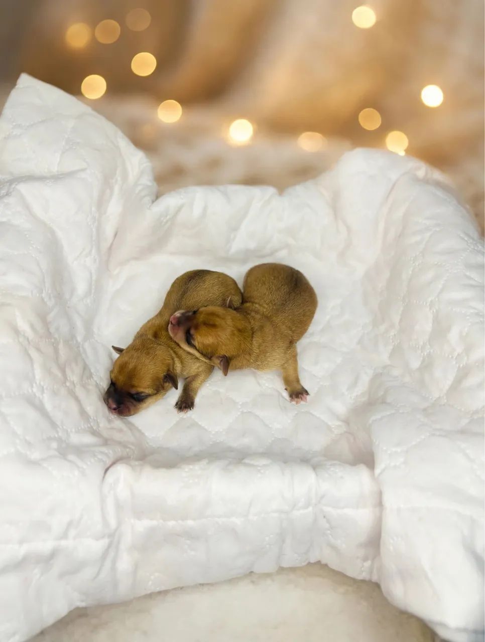 Pinscher zero - Foto 2