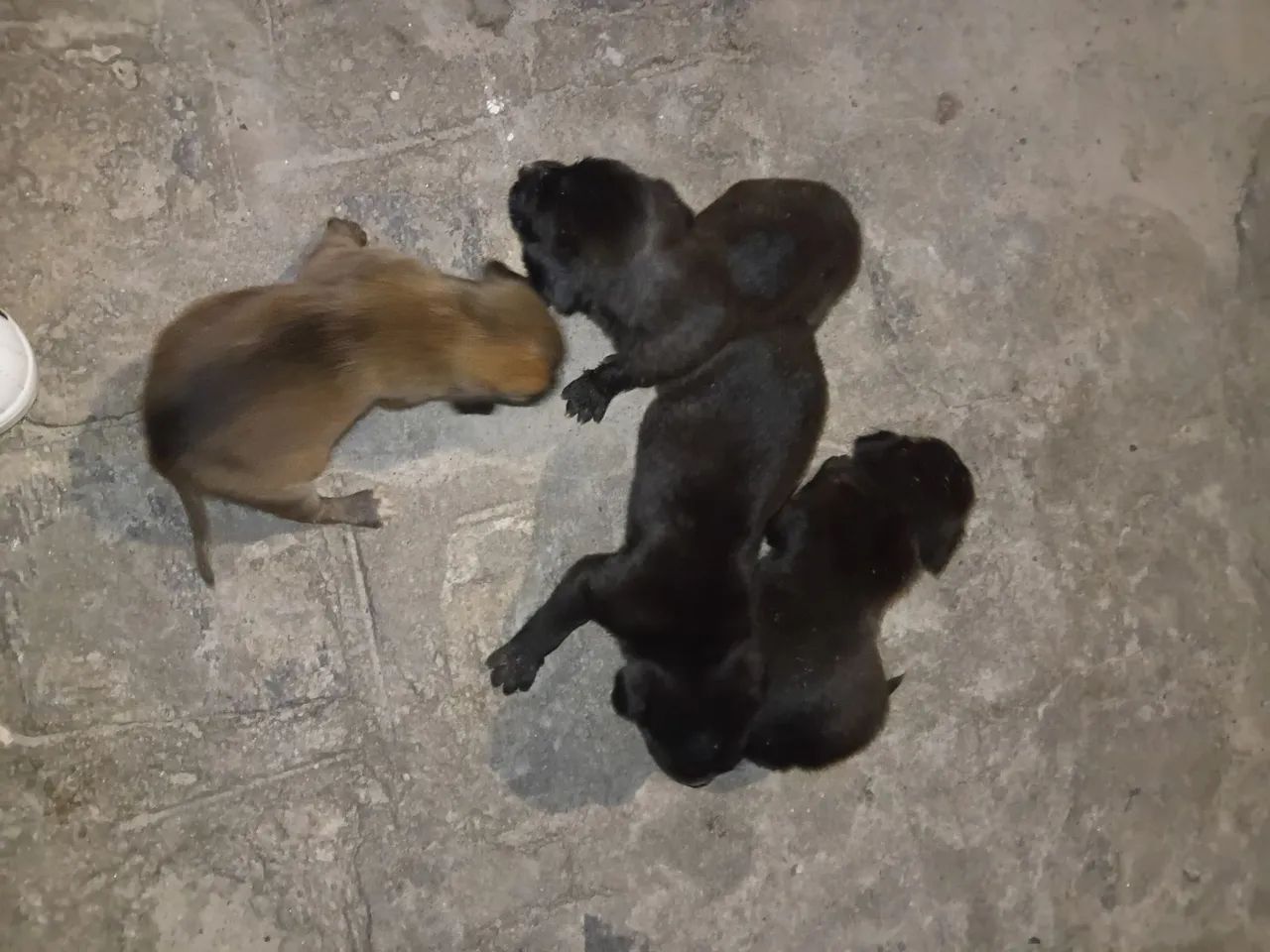Animais pra Doação  - Foto 2