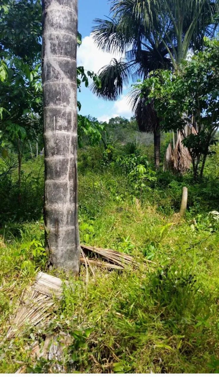 TERRENO COM IGARAPÉ ,AM-010 ,KM- 42. - Foto 3