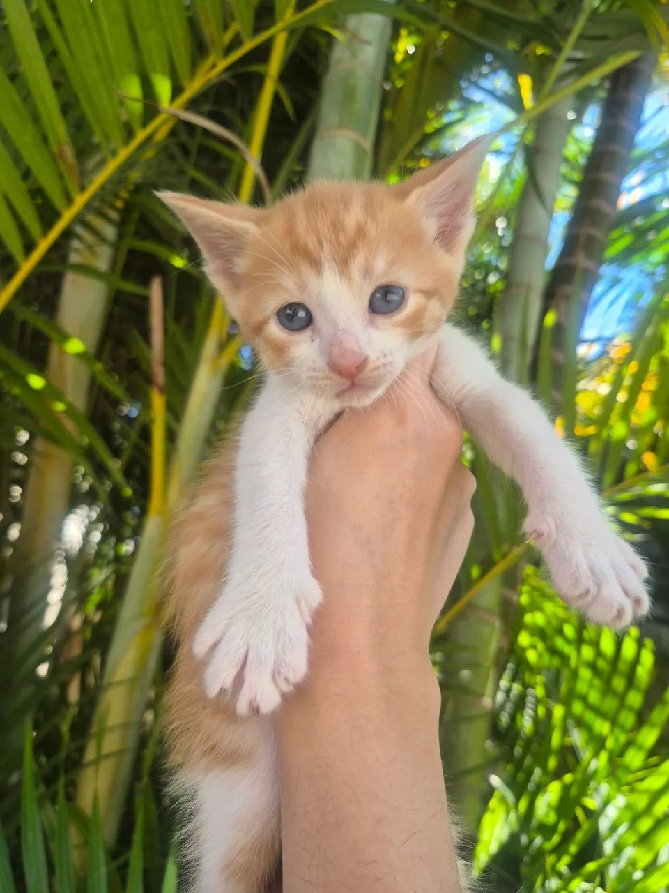 Doação - Gato  - Foto 3