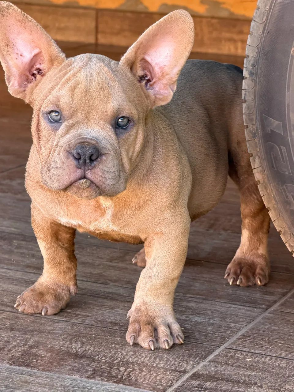 American Bully Micro Exótico  - Foto 3