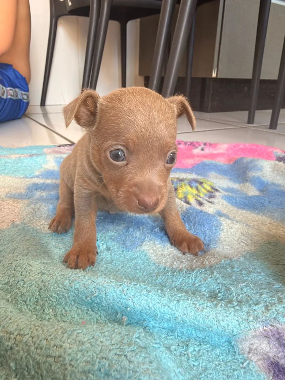 Pinscher Zero  - Foto 2