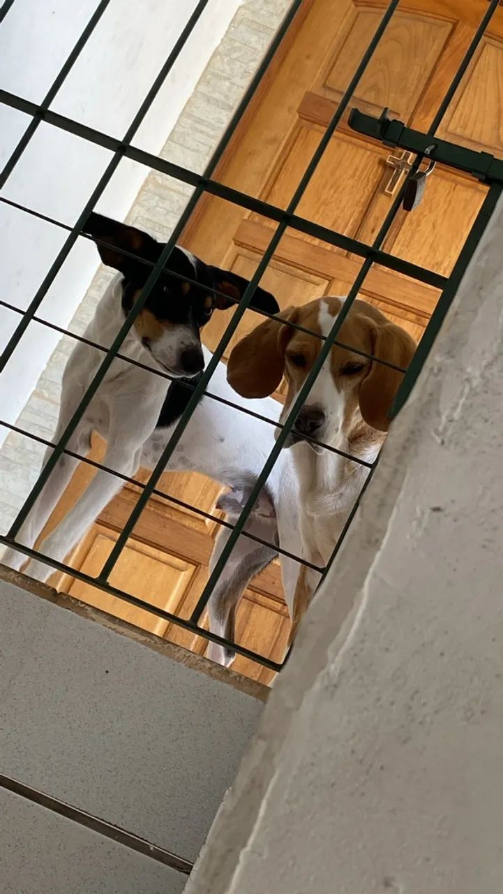 Adoção responsável  - Foto 3