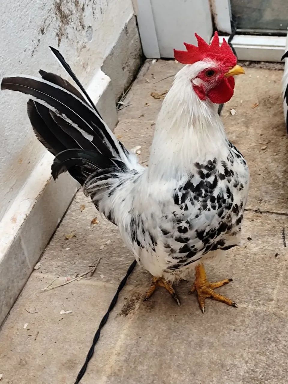 Vendo 5 garnizes jovens (2 machos e 3 fêmeas) - Foto 2