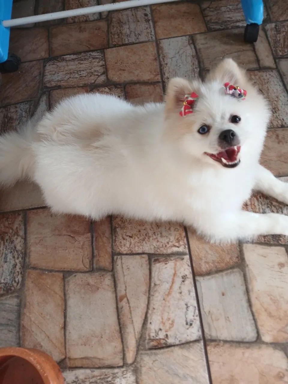 Lulu da pomerane