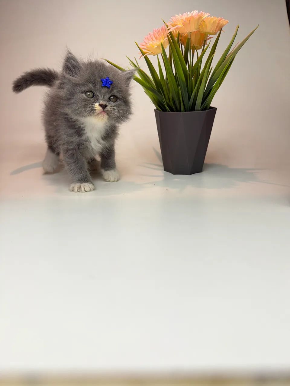 Gato persa - Foto 3