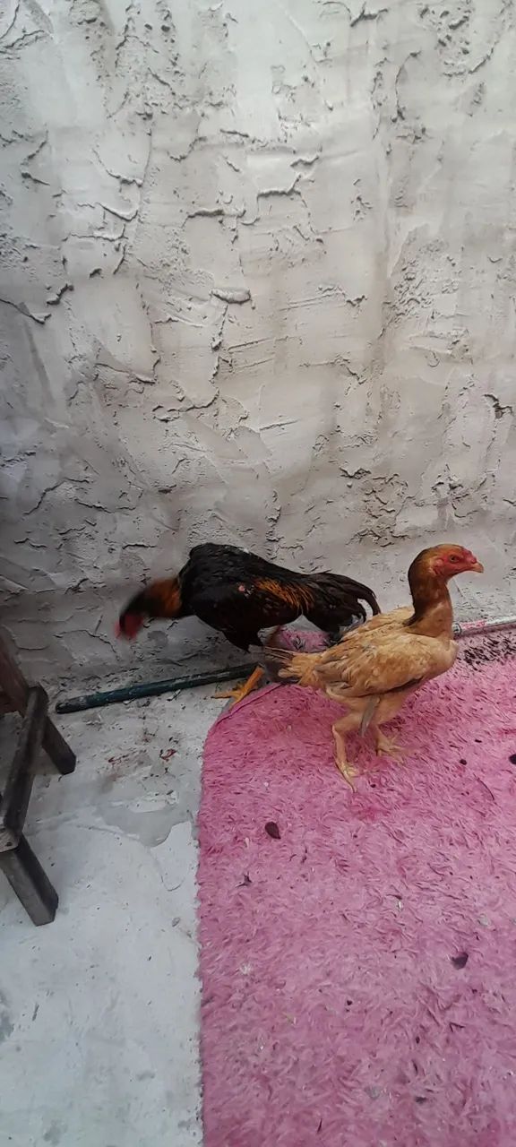 Frango de raca  - Foto 3