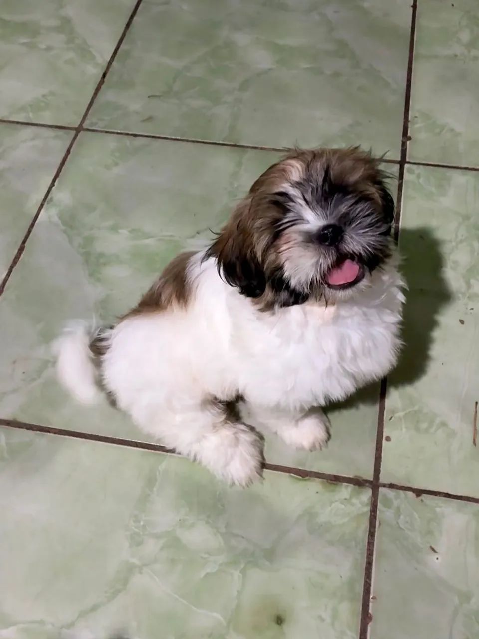 Filhote shih tzu 