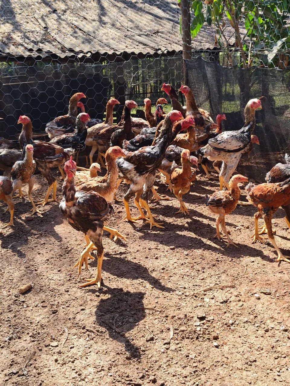Frango índio gigante  - Foto 4