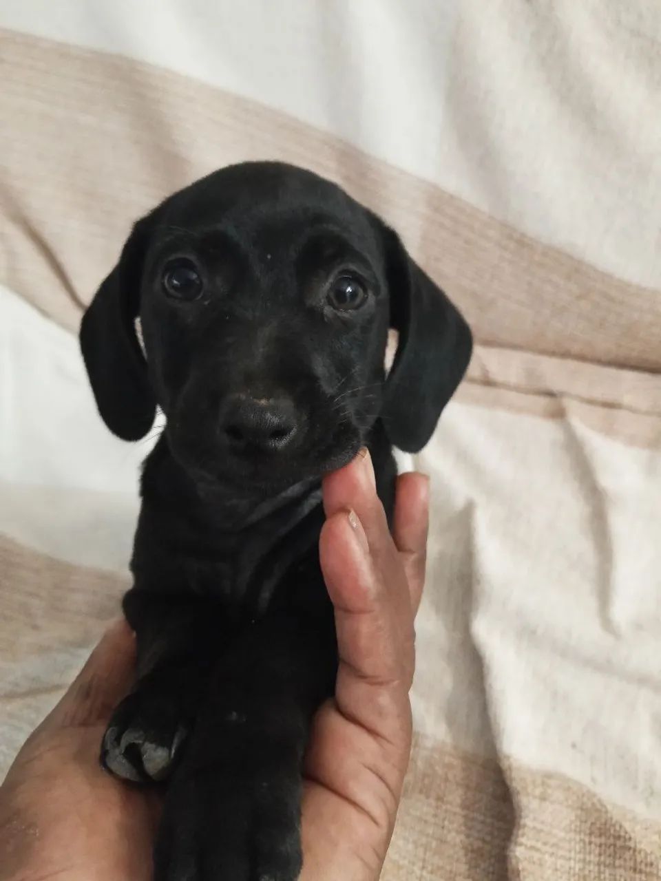 Cachorro filhotes salsicha com pinscher  - Foto 3
