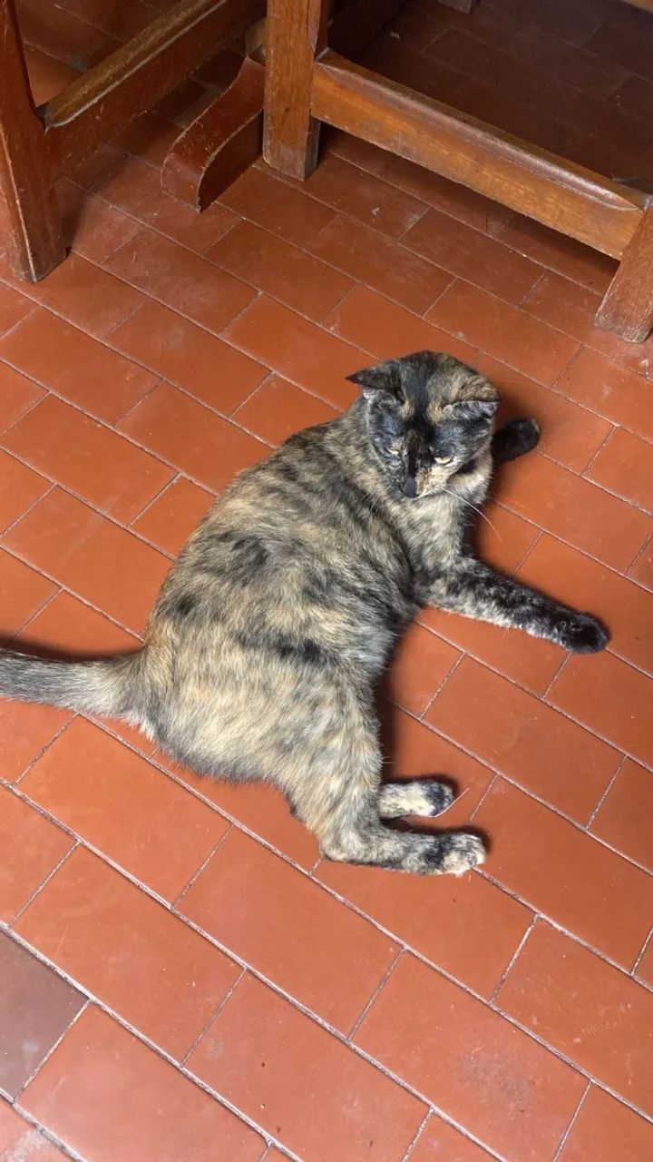 Adote um gatinho - Foto 2