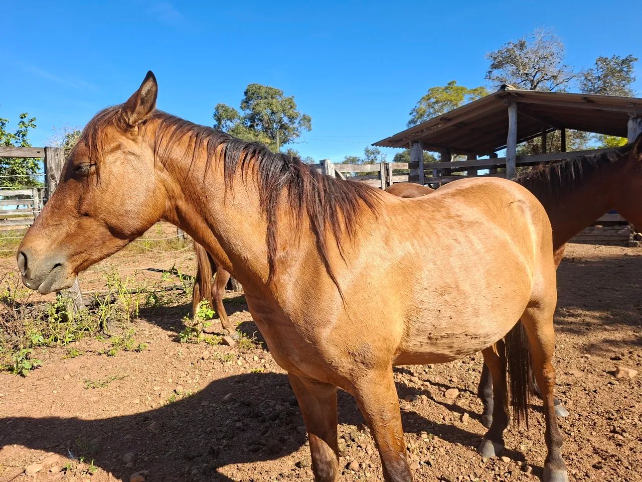 CAVALO