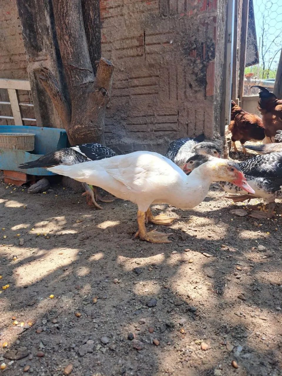 Patos pra vender logo - Foto 5