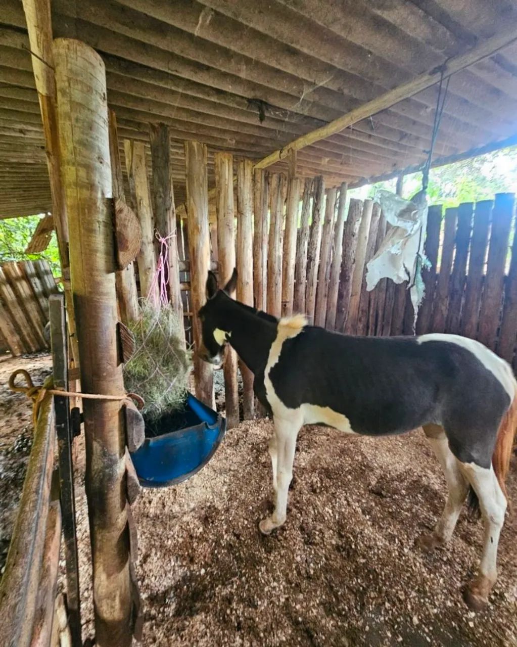 Mula pampa  - Foto 2
