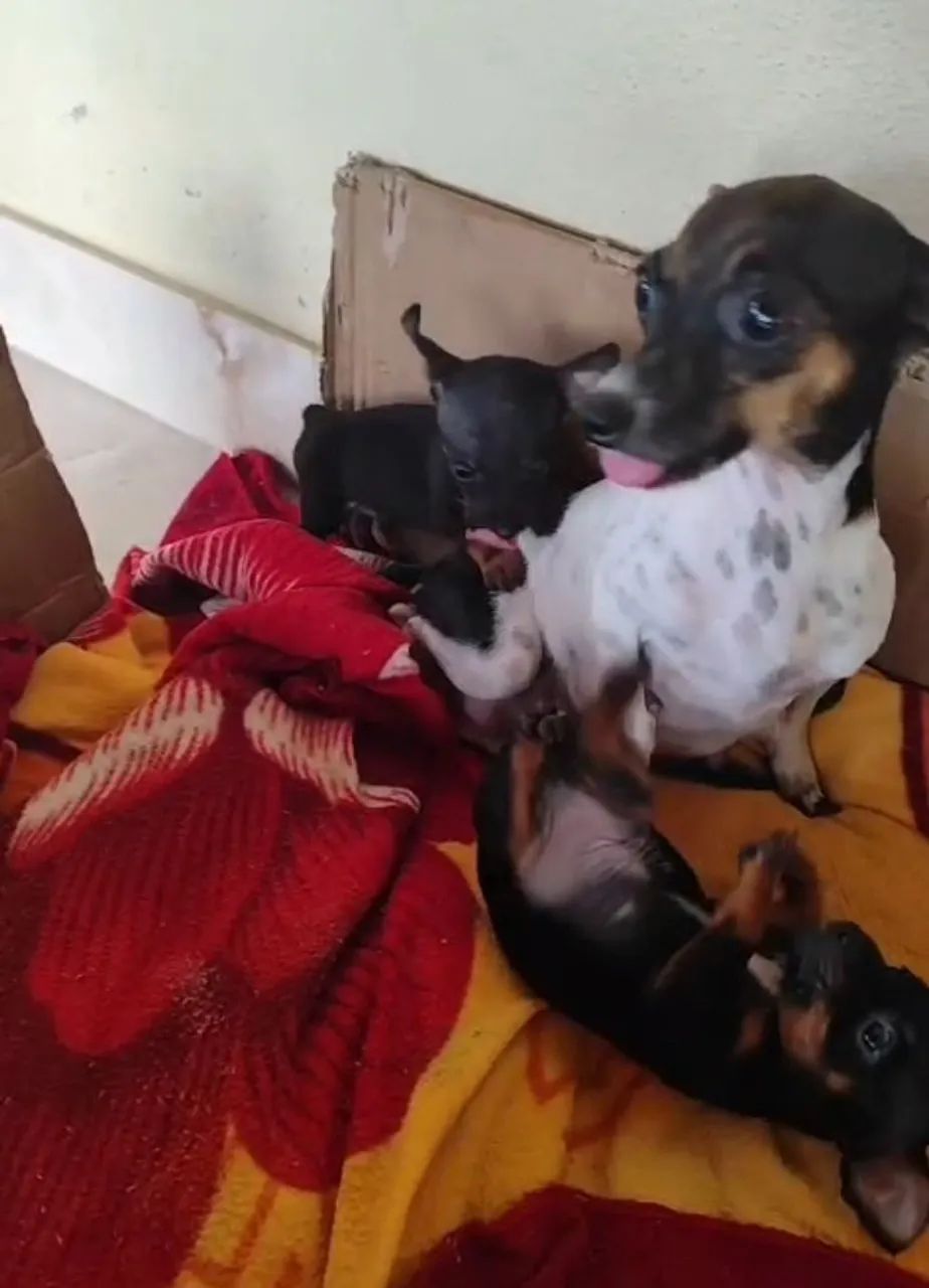 Filhotes de pinscher super pequenos * - Foto 4
