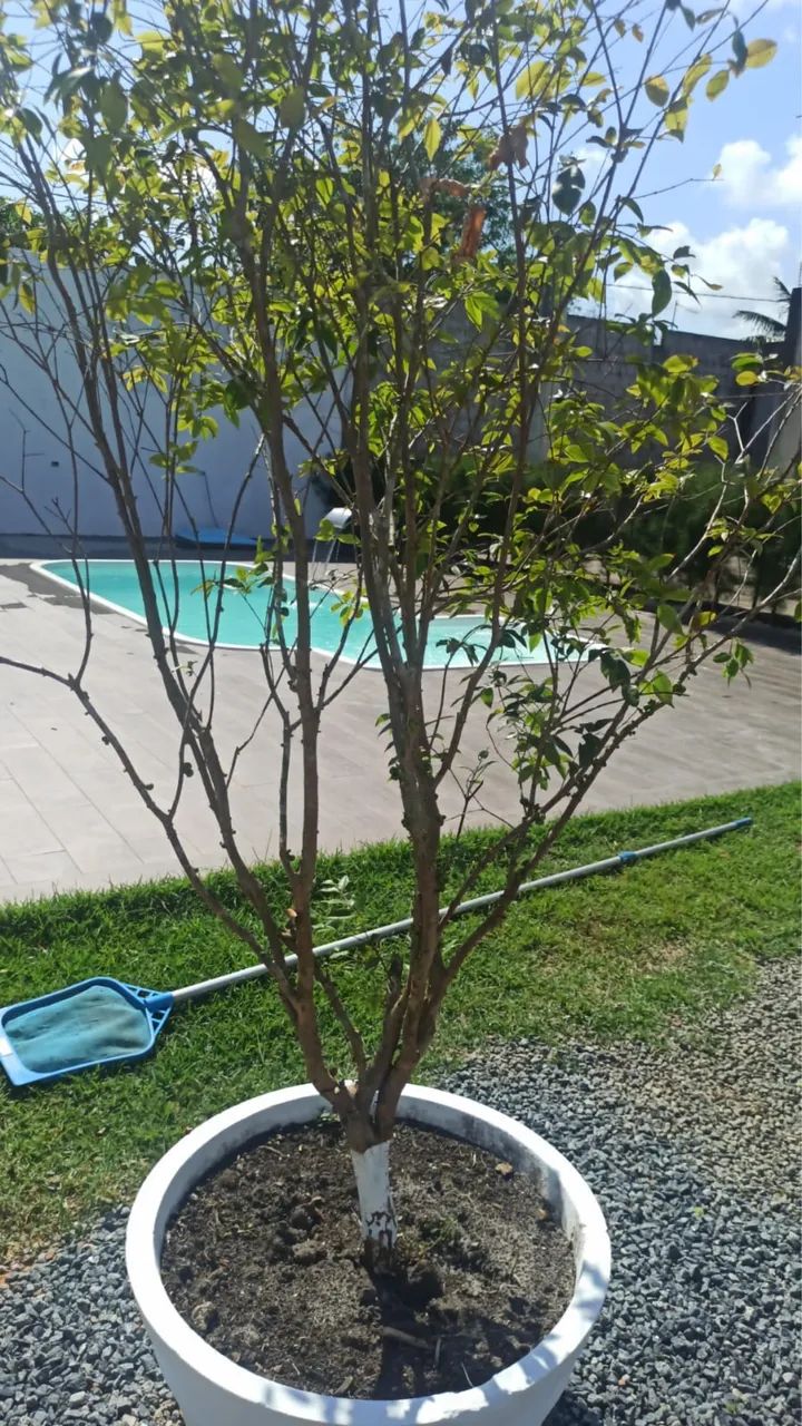 mini chácara 800m2  - Foto 5