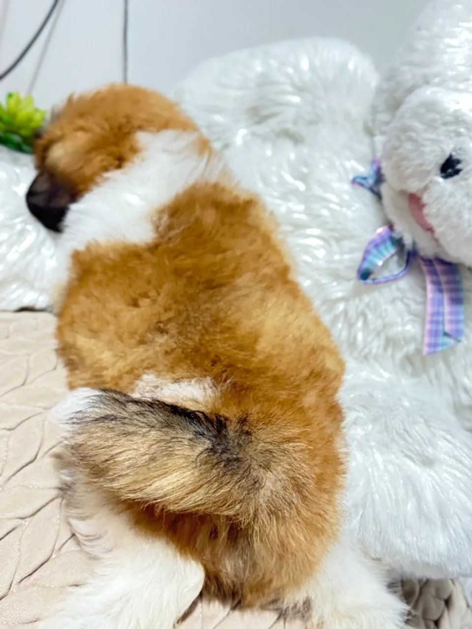 Shih Tzu filhote - pequeno é muito docil - Foto 6