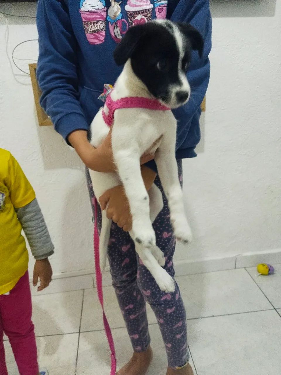Cachorro 