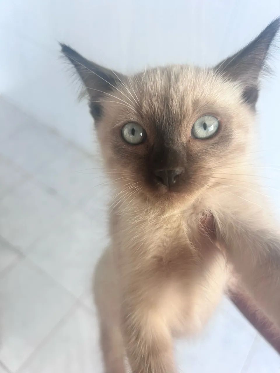 Doa-se Gatos - Foto 2