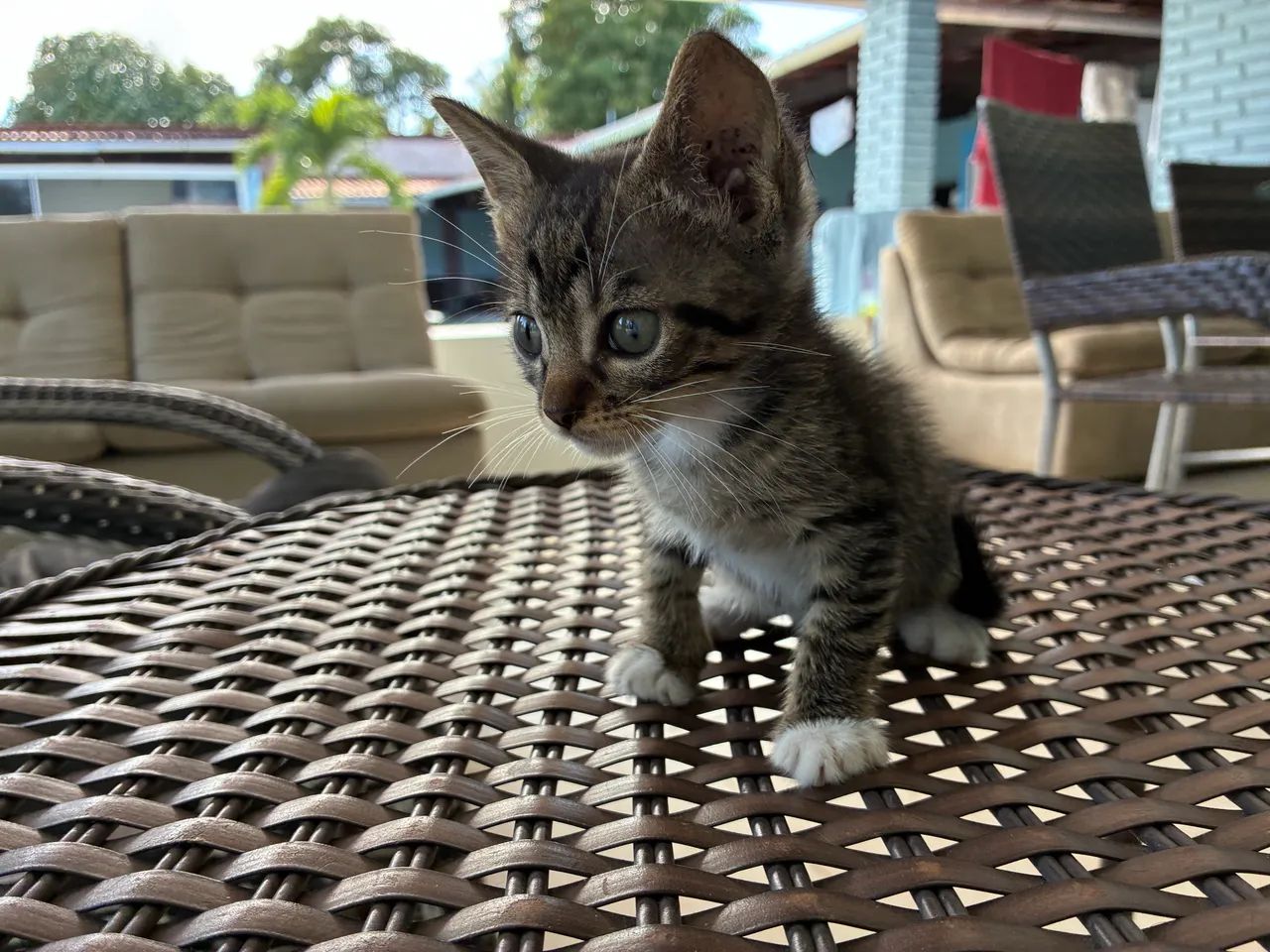 Adoção de gatos  - Foto 4