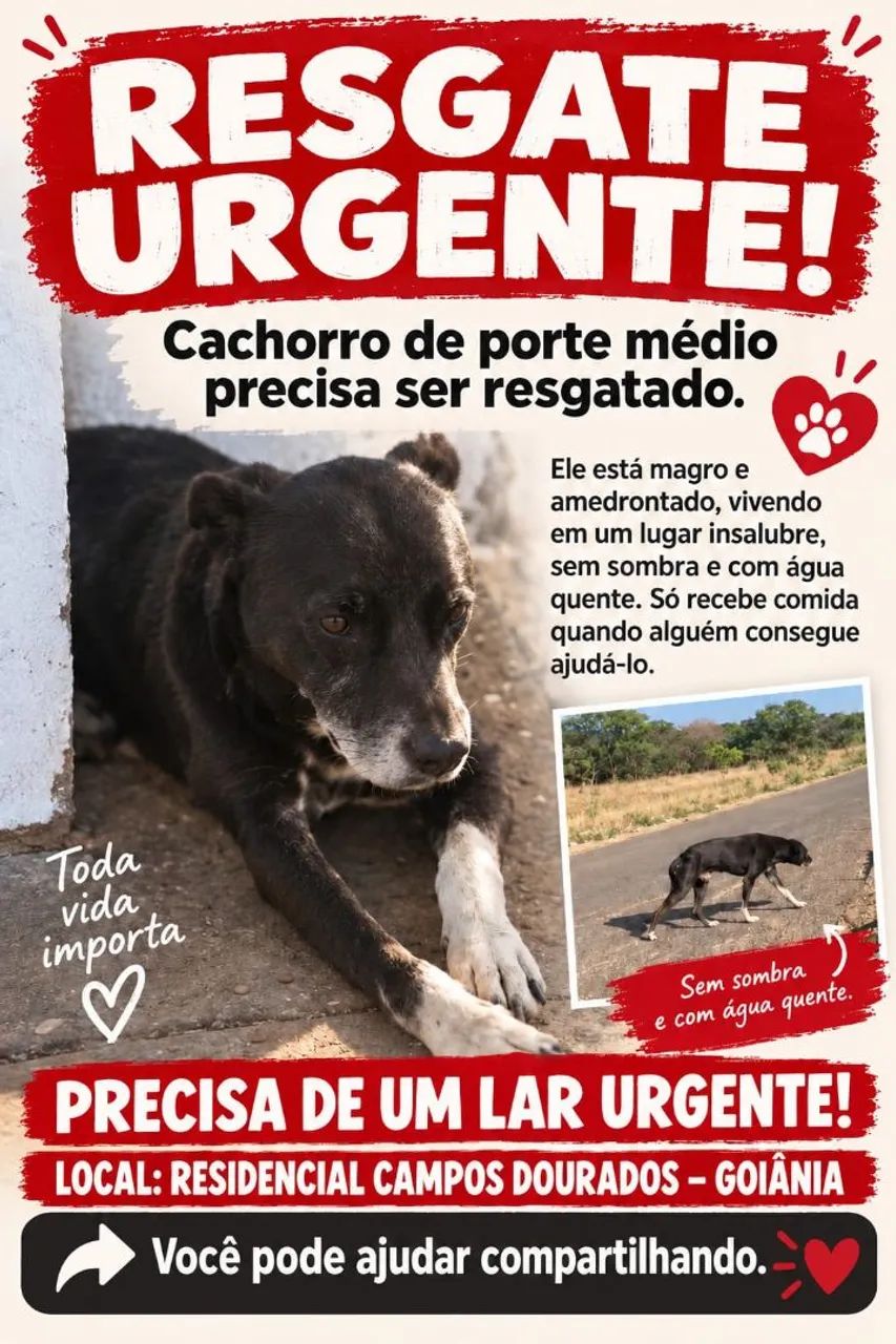 Doação de cachorrinho 