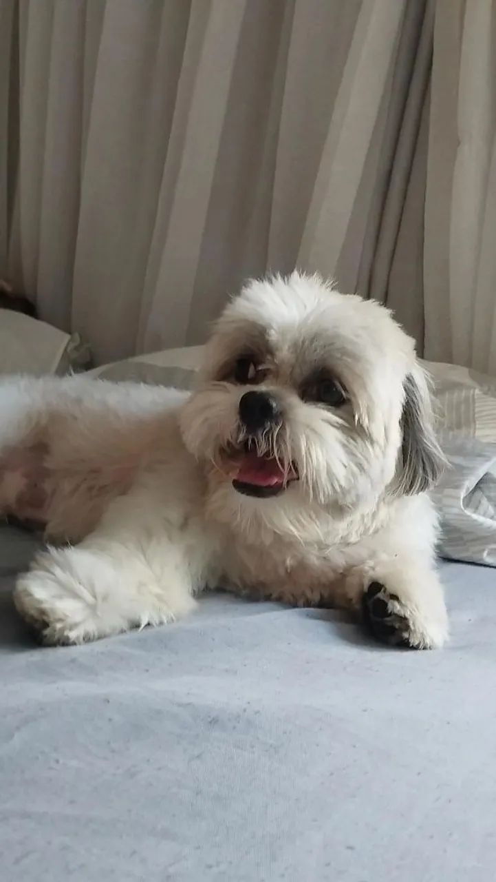 Babá de pets e cats!  - Foto 4
