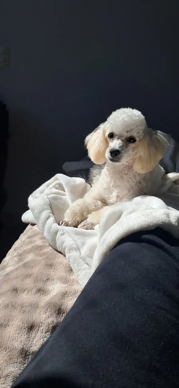 Poodle fêmea 8 meses