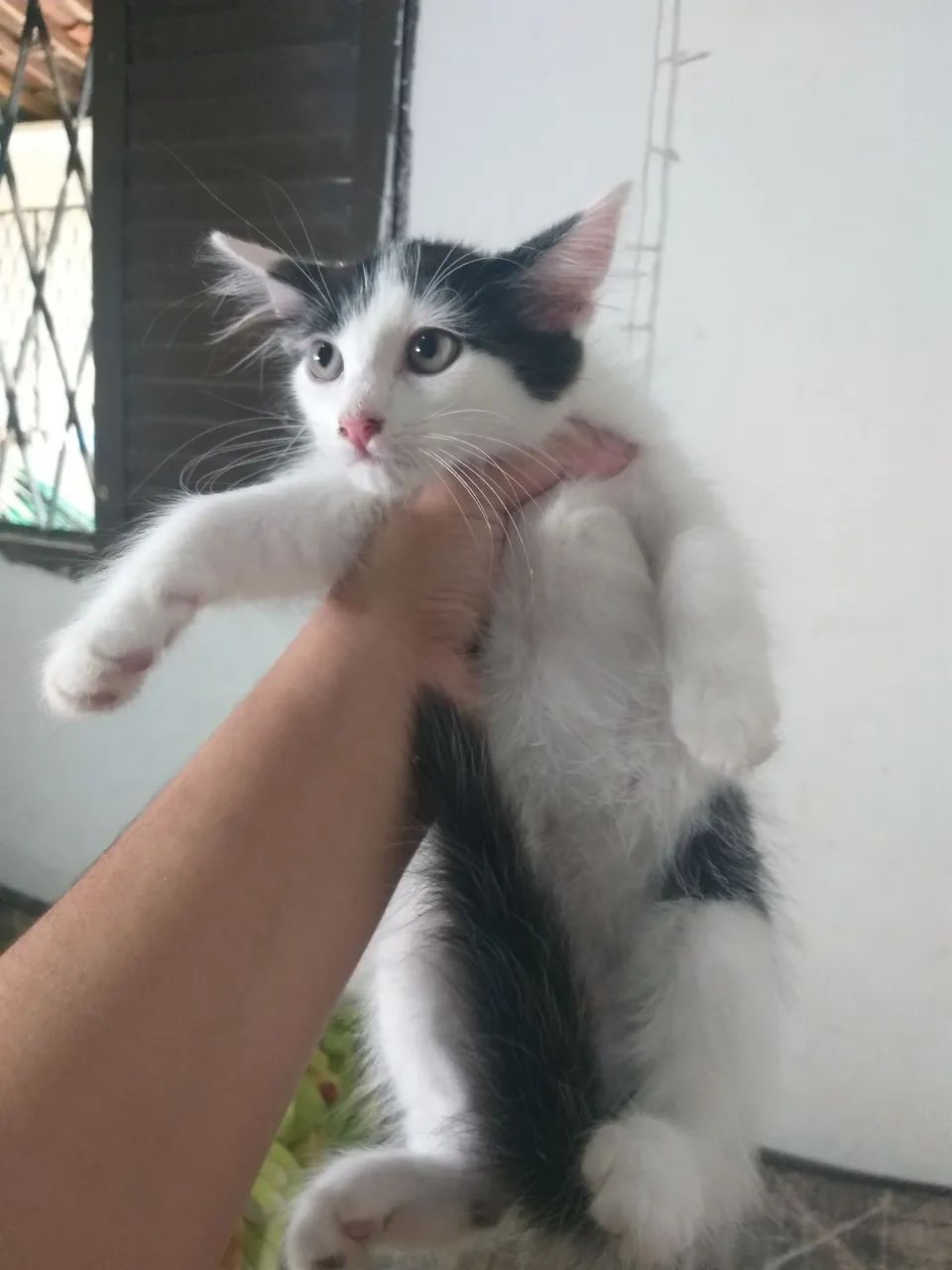 Gatinhas pra doação 