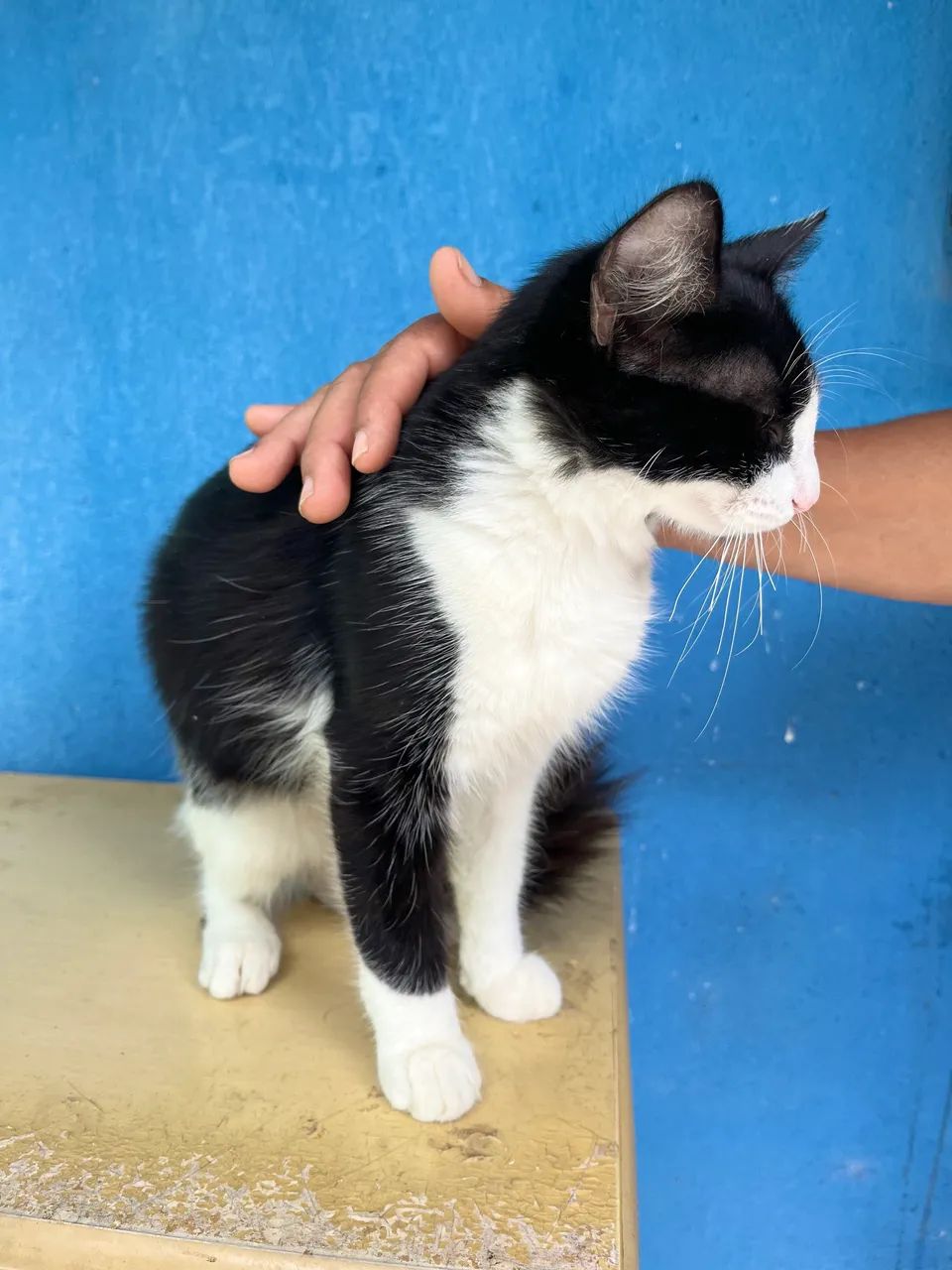 DOAÇÃO DE GATOS - Foto 3