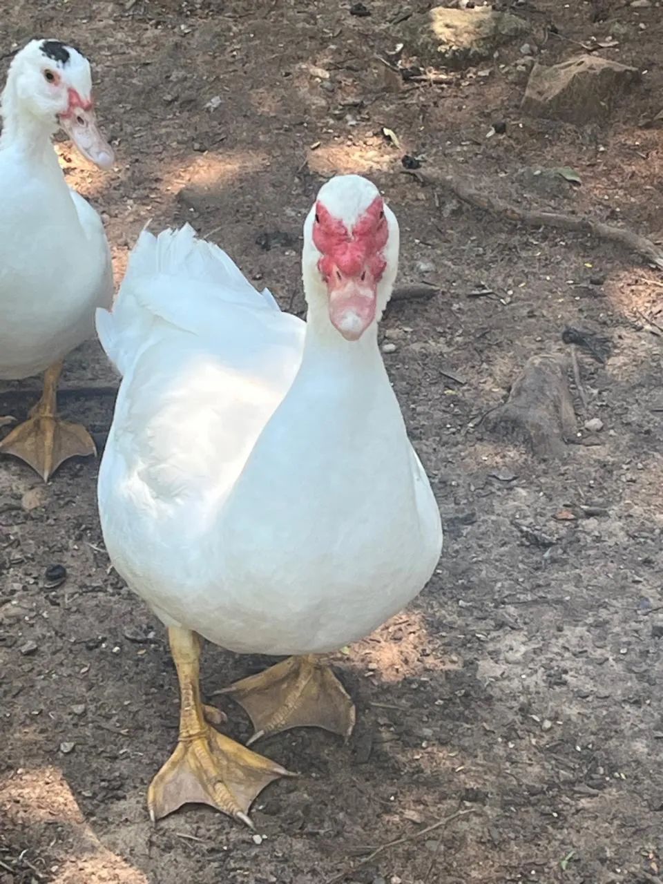 Pato Gigante Alemão - Macho - Foto 2