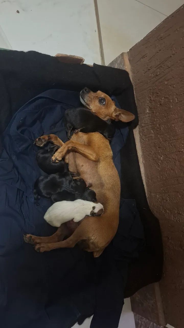 Pinscher 0 e micro - Foto 3