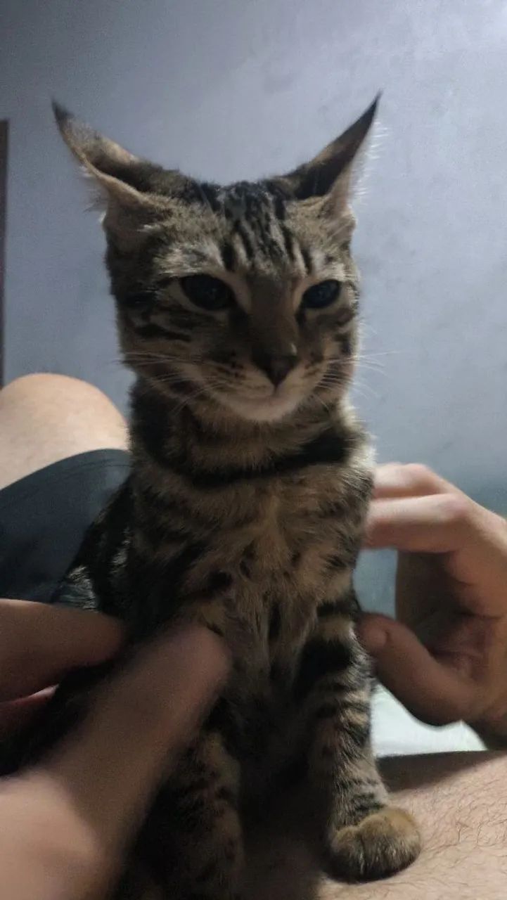  gatos bengal marble  - Foto 4