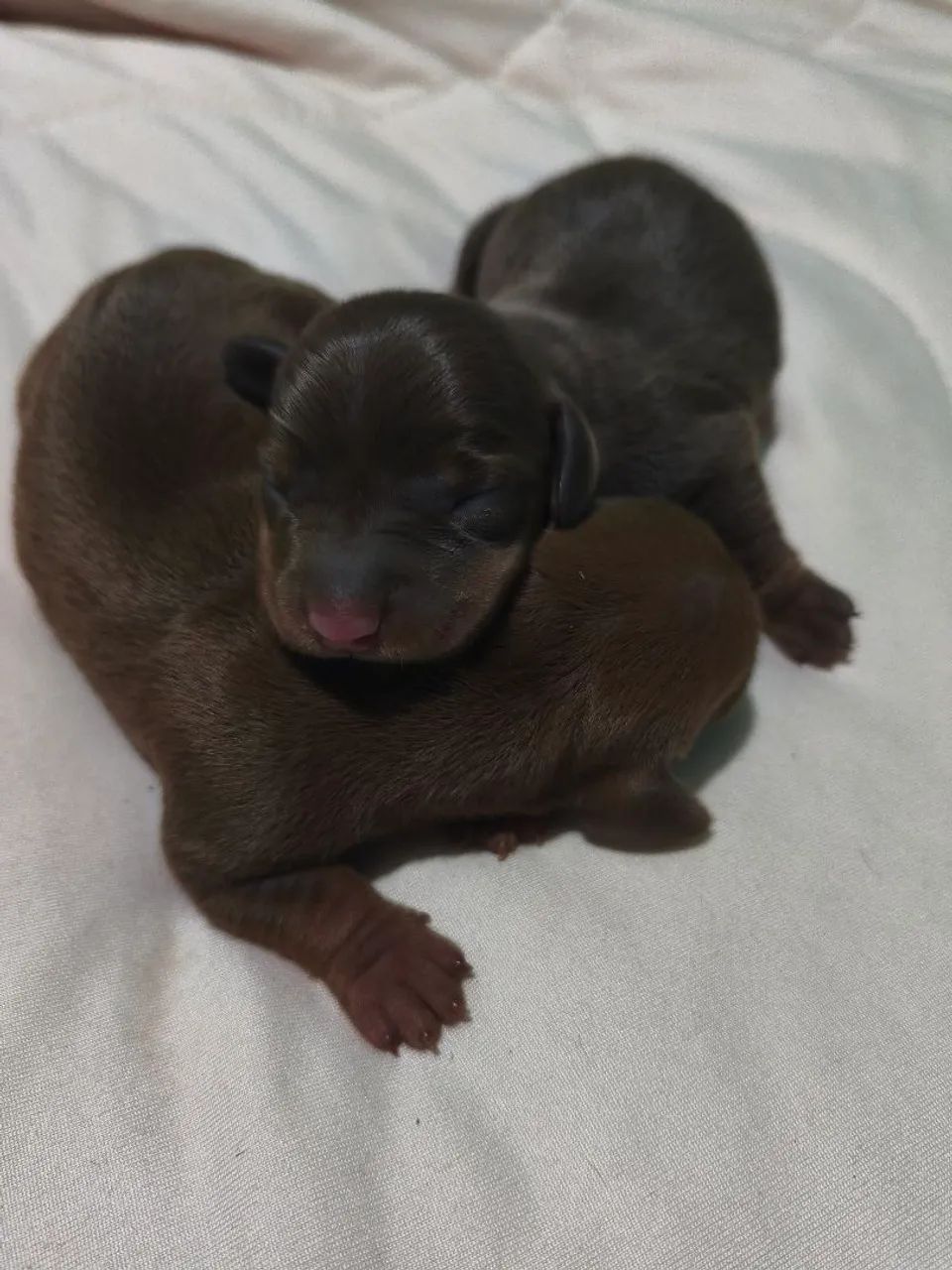 Dachshund salsicha 