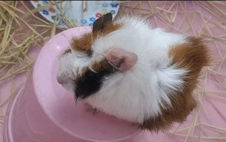 Porquinho da Índia fêmea filhote