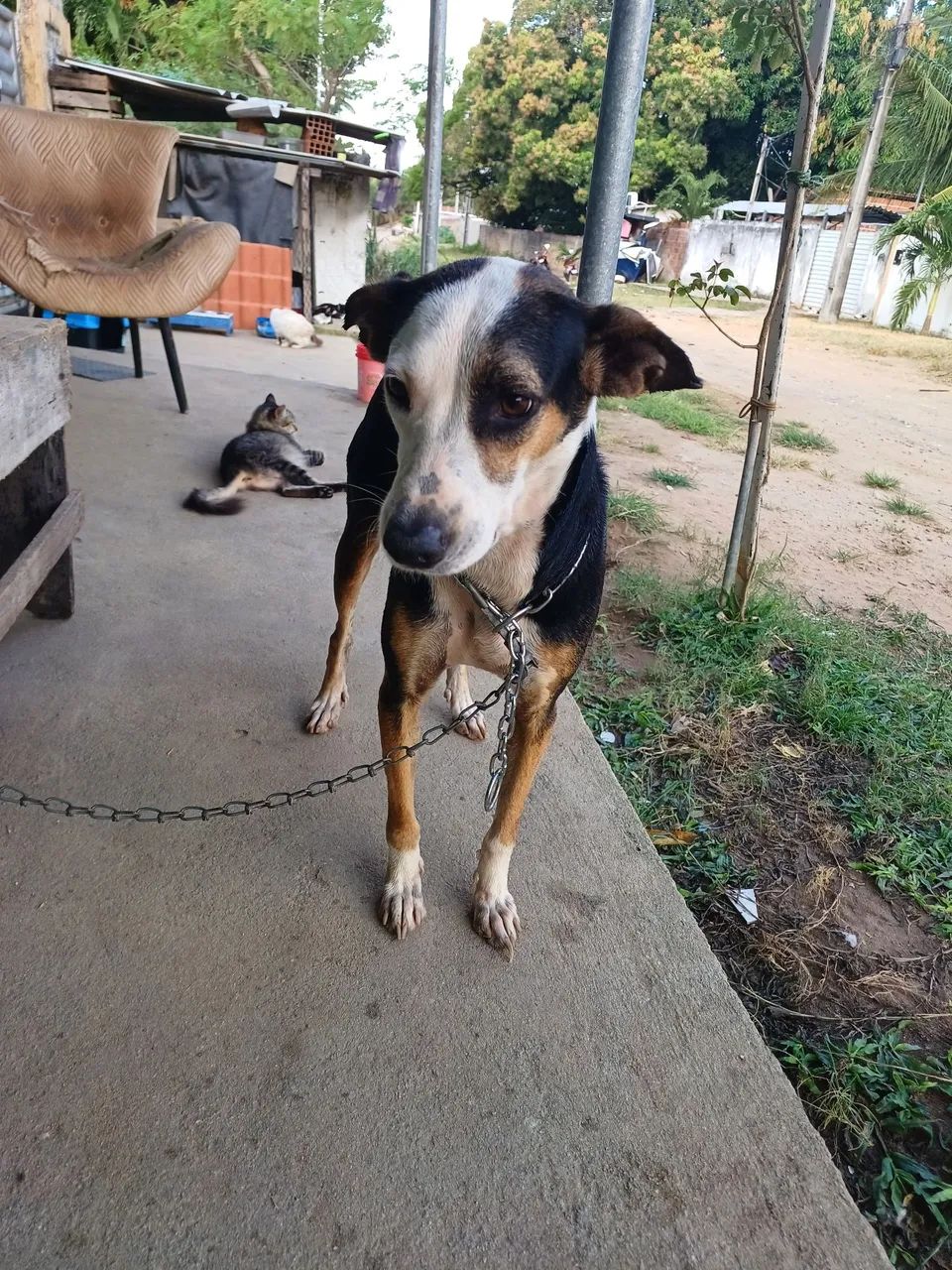 ADOÇÃO  - Foto 3