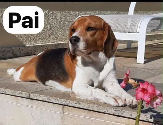 Vende-se Beagle - Foto 5