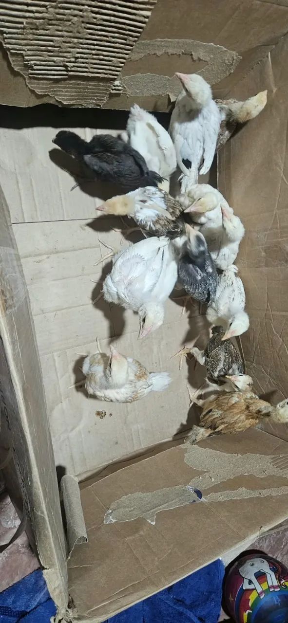 Pintinhos Caipira  - Foto 4