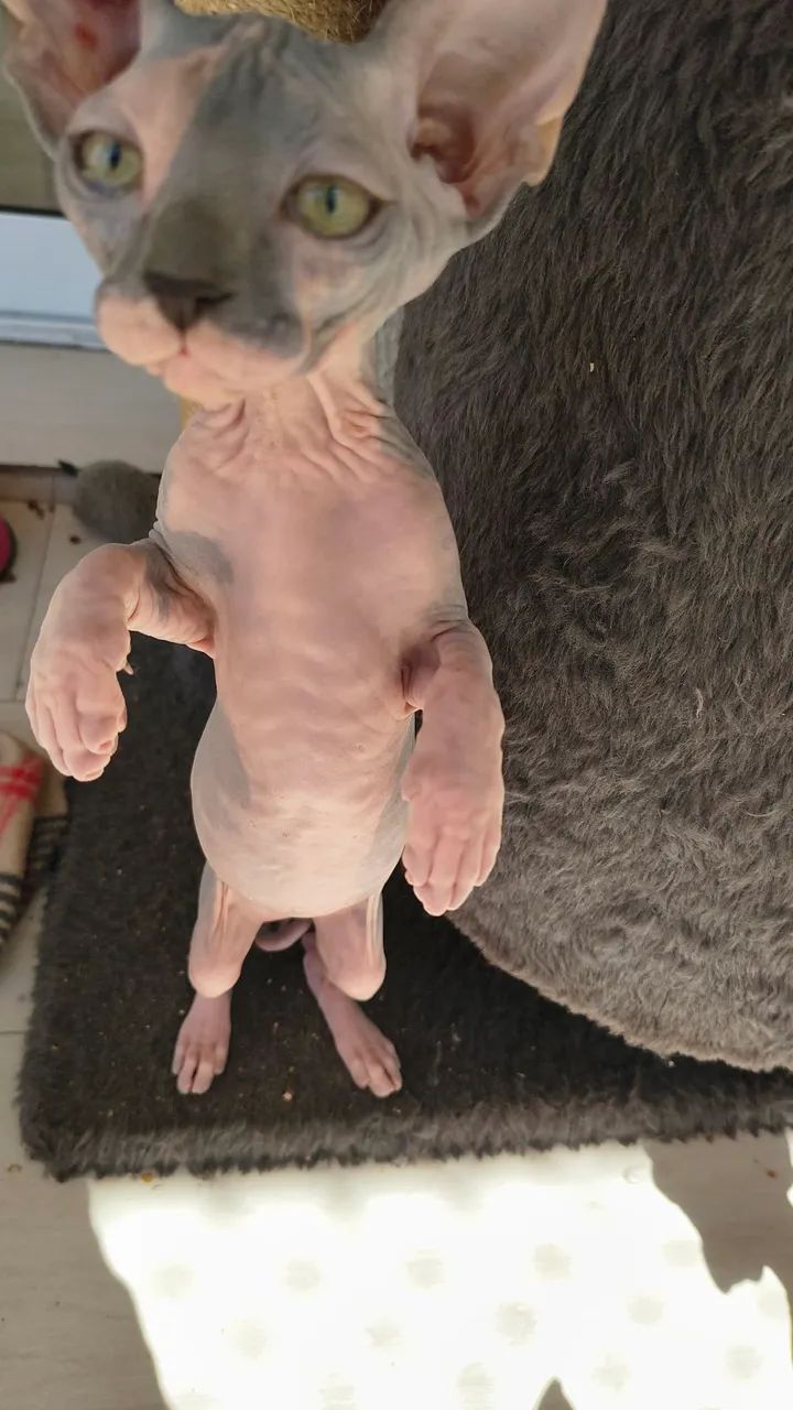 Baixou ! Lindos filhotes de gatinhos sphynx - disponíveis para entrega! - Foto 6