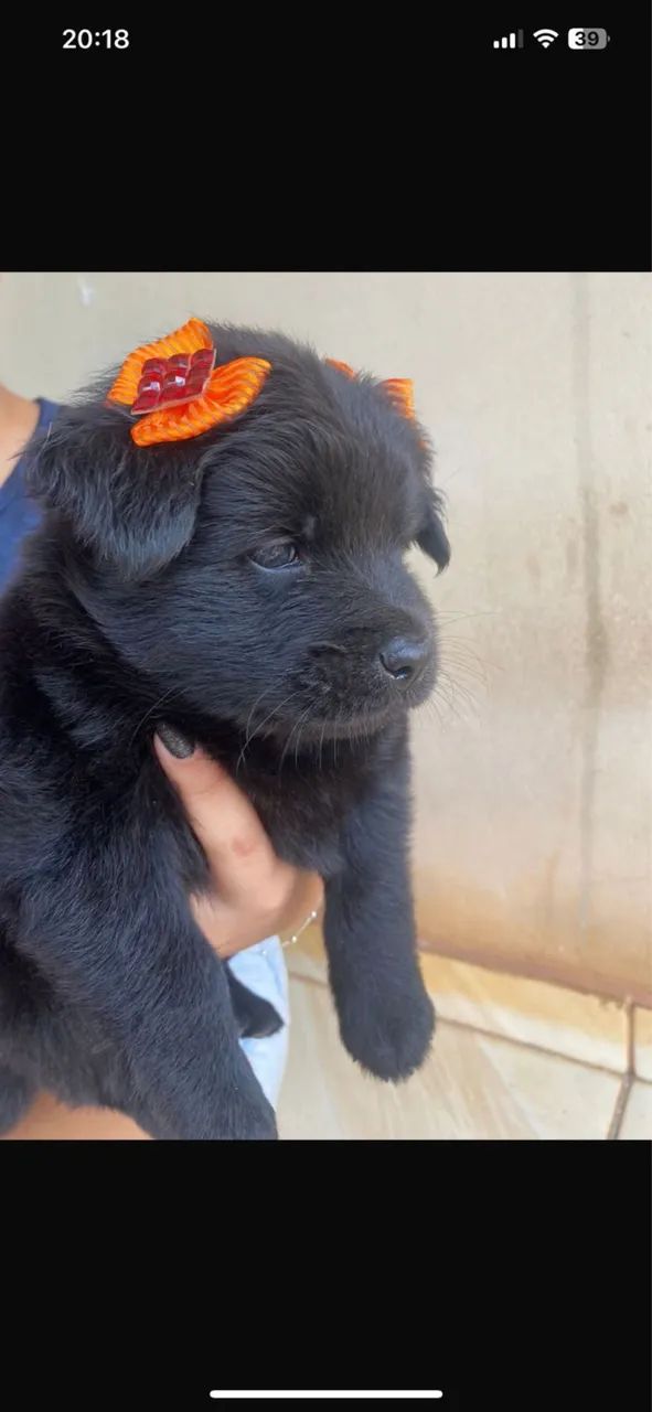 Chow Chow  - Foto 2