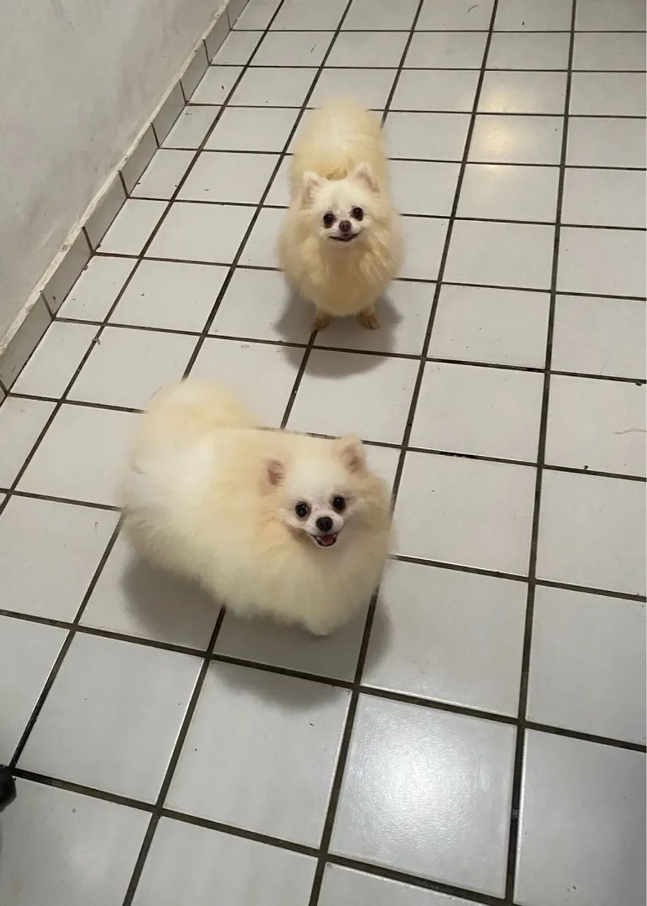 Spitz alemão macho com pedigree Cbkc  - Foto 5
