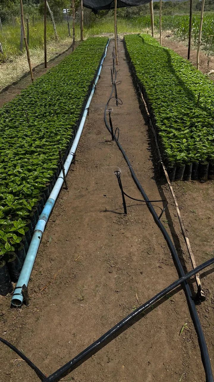 Mudas de café Arara e 144 - Foto 2