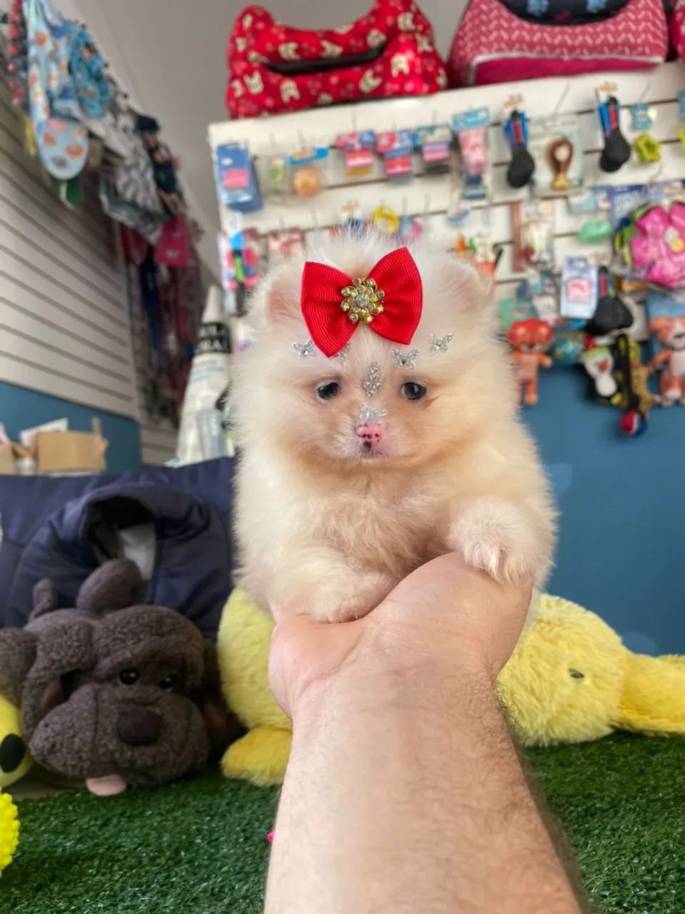 Spitz alemão fêminha a pronta entrega 